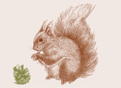Squirrel, 2017 by Sarah Hough