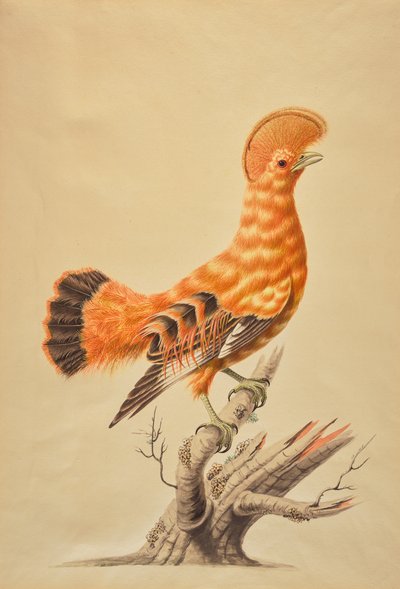 Guianan Cock-of-the-rock by Sarah Stone