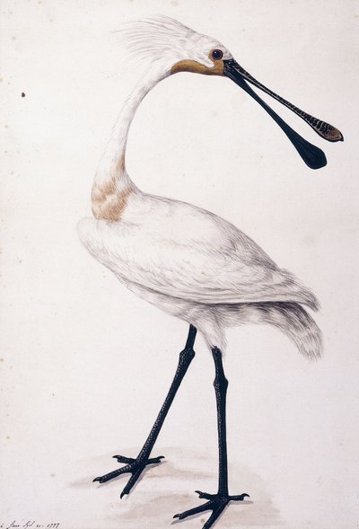 Spoonbill, 1777 by Sarah Stone
