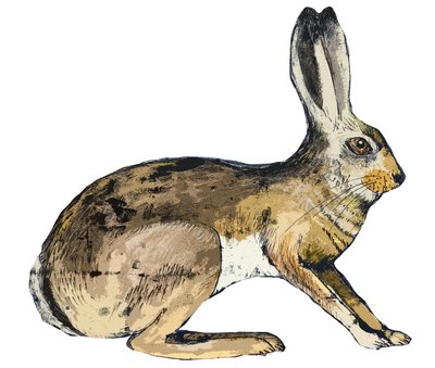 Hare, 2024 by Sarah Thompson Engels