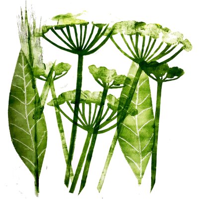 Cow Parsley in Green by Sarah Thompson Engels