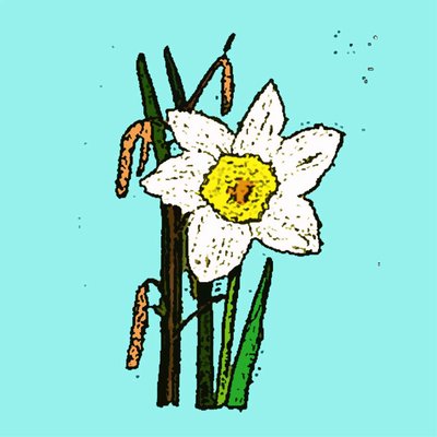 Daffodils, 2015 by Sarah Thompson Engels