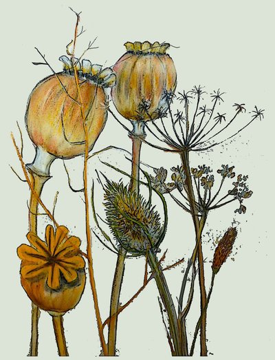 Dried Seed Heads, 2019 by Sarah Thompson Engels