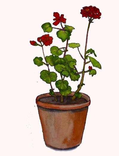 Geraniums in a Flowerpot by Sarah Thompson Engels