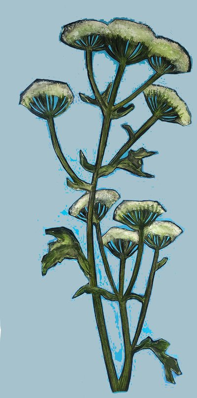Hogweed by Sarah Thompson Engels
