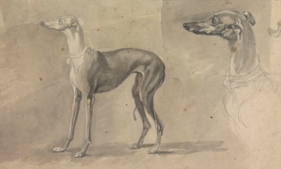 A Greyhound by Sawrey Gilpin