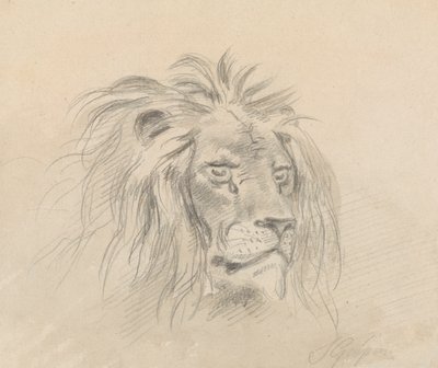 Head of a Lion by Sawrey Gilpin