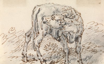 Study of a Calf by Sawrey Gilpin