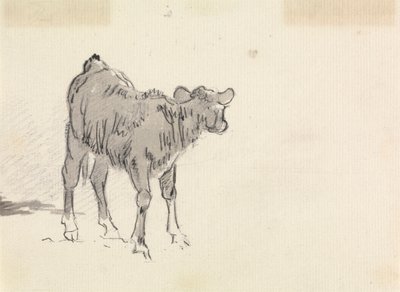 Study of a Calf by Sawrey Gilpin