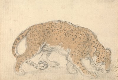 Study of a Leopard by Sawrey Gilpin
