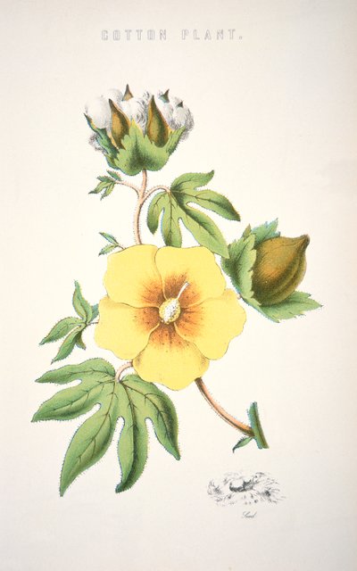 A cotton plant by School American