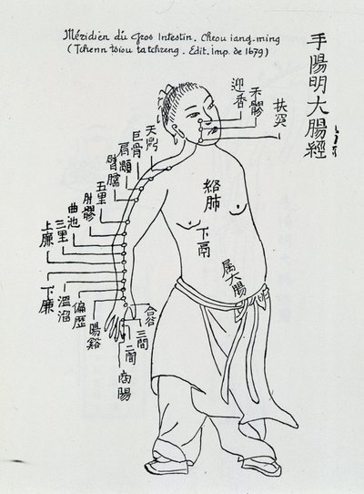 Chinese acupuncture: the large intestine by School Chinese