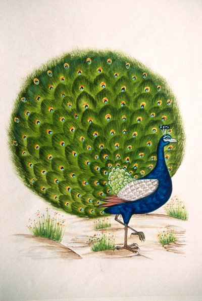 Miniature Painting of Peacock by School Indian