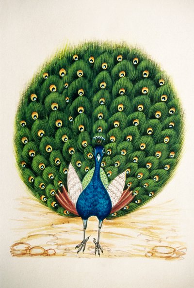 Peacock by School Indian