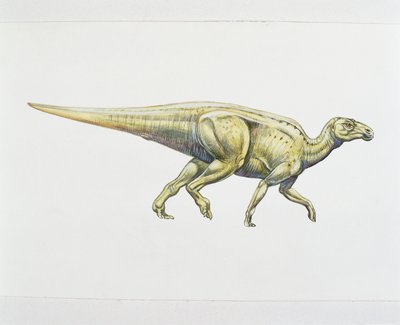 Hadrosaurid or duck-billed dinosaur by School Italian