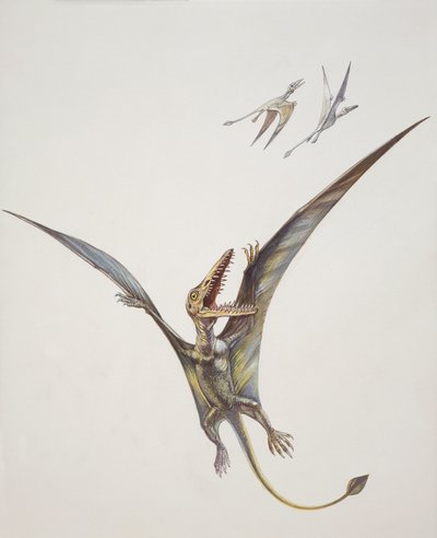 Rhamphorhynchoid, Jurassic period by School Italian