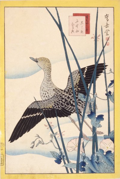 Wild Duck by School Japanese