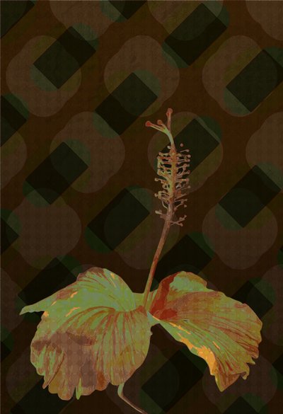 Hibiscus,2 by Scott J. Davis