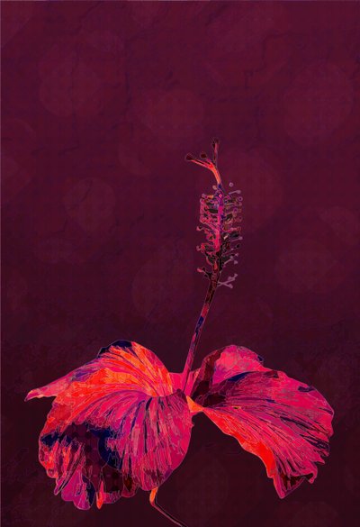 Hibiscus by Scott J. Davis