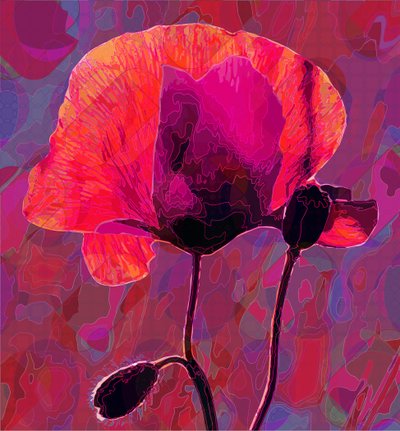 Poppy20 by Scott J. Davis