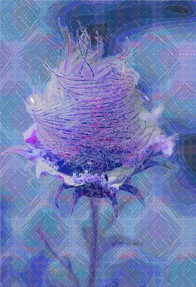 Wood Avens, 2019 by Scott J. Davis