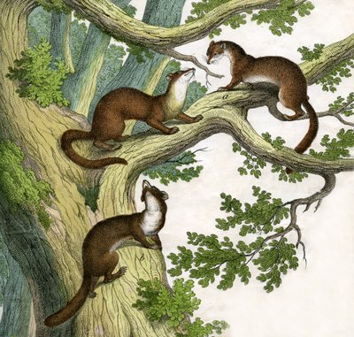 Antique Print of Three Martens by Scottish School