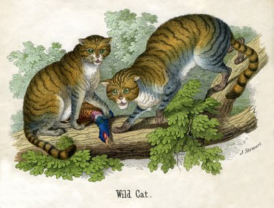 Antique Print of Two Bobcats by Scottish School