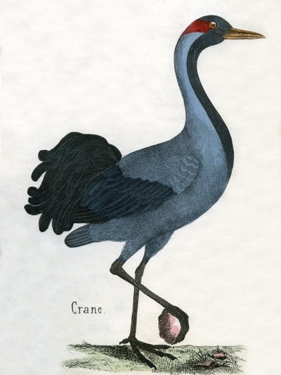 Antique Print of a Crane by Scottish School