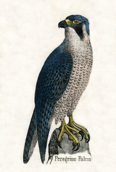 Antique Print of a Peregrine Falcon by Scottish School