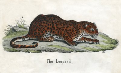 Antique Print of an African Leopard by Scottish School