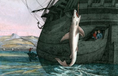 Great White Shark Caught at Sea by Scottish School