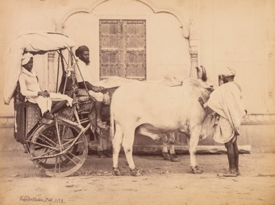 Bullock Cart, Delhi by Shepherd and Robertson