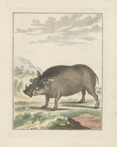 African Bush Pig by Simon Fokke