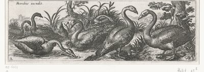 Swans (Birds and Insects) by Simon Frisius