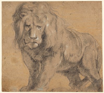 Lion by Sir Peter Paul Rubens