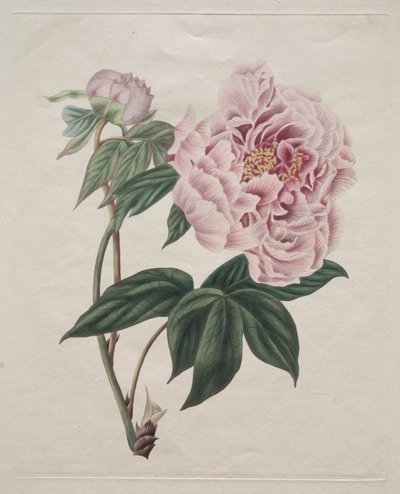 Chinese Tree Peony by Smith