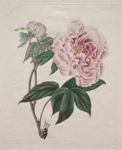 Chinese Tree Peony, c. 1820 by Smith