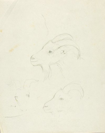 Goats by Solon H. Borglum