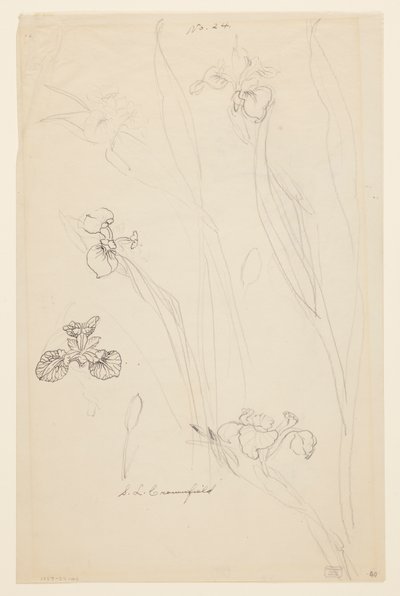 Studies of Irises by Sophia L. Crownfield