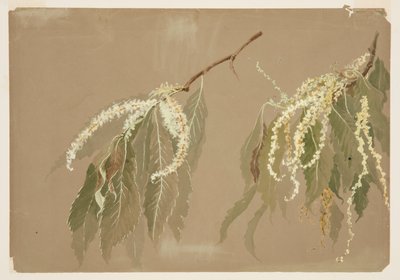 Study of Chestnut Tree Branches by Sophia L. Crownfield