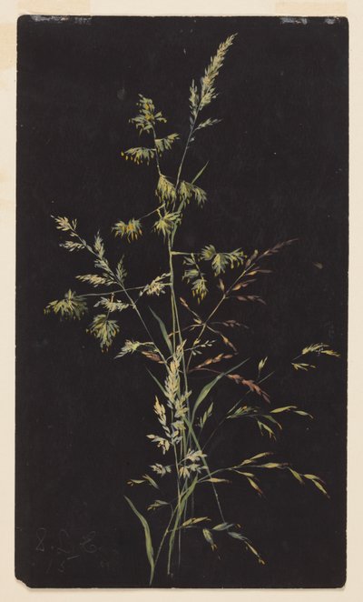 Study of Grass in Seed by Sophia L. Crownfield