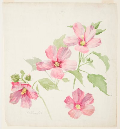 Study of Mallow by Sophia L. Crownfield
