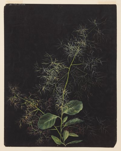 Study of Plant, Possibly Tufted Hairgrass by Sophia L. Crownfield