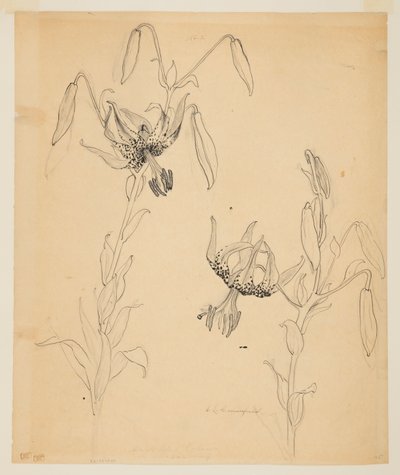 Study of Tiger Lilies by Sophia L. Crownfield