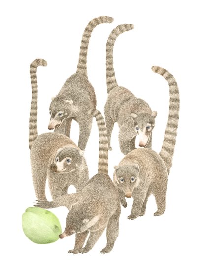 Costa Rica Coatis by Stacy Hsu