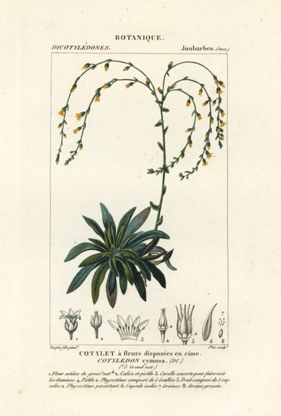 Canyon live-forever, Dudleya cymosa by Stanghi Stanghi