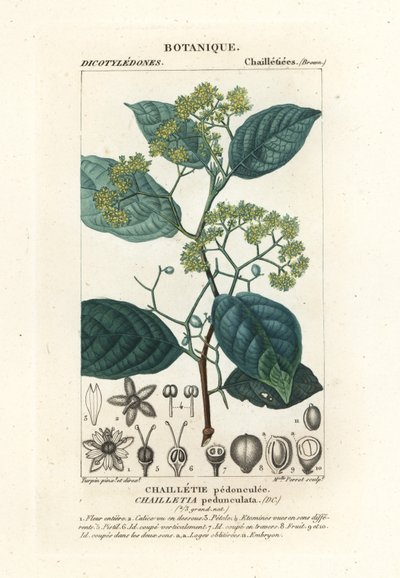 Dichapetalum pedunculatum by Stanghi Stanghi