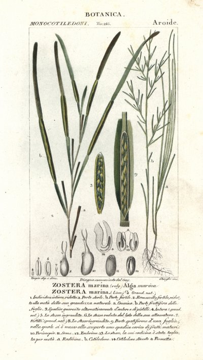 Eelgrass or seawrack by Stanghi Stanghi
