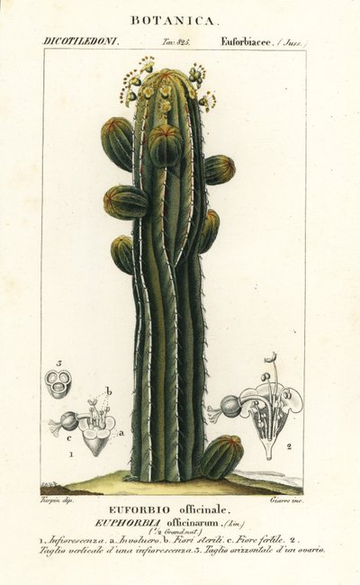 Euphorbia officinarum by Stanghi Stanghi