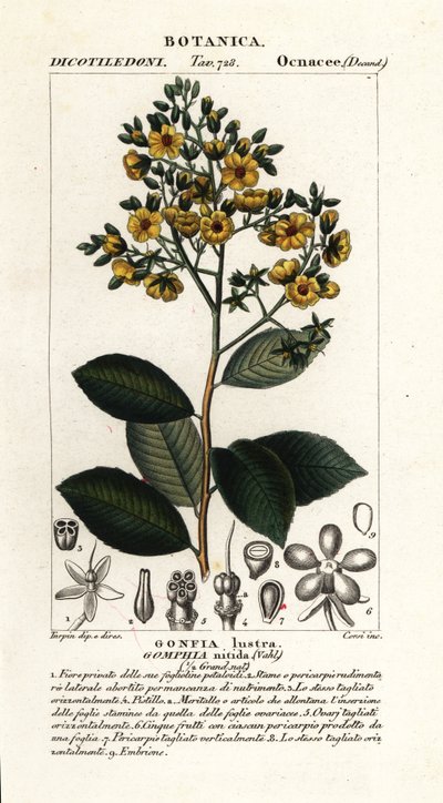 Gomphia nitida by Stanghi Stanghi